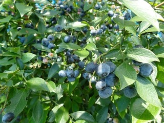 三瓶高原ブルーベリー農園-05.jpg
