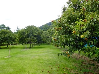 三瓶高原ブルーベリー農園-06.jpg