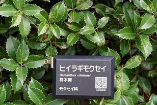 ʐ^CqCL゙NZC.jpg